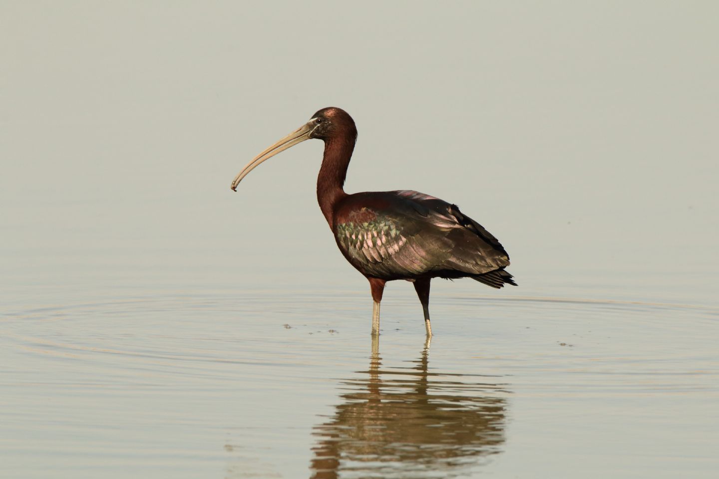 Mignattaio (Plegadis falcinellus)